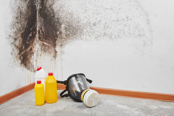 Certified Mold Removal in Marfa, TX