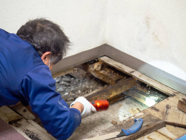 Best Water Damage Restoration  in Marfa, TX
