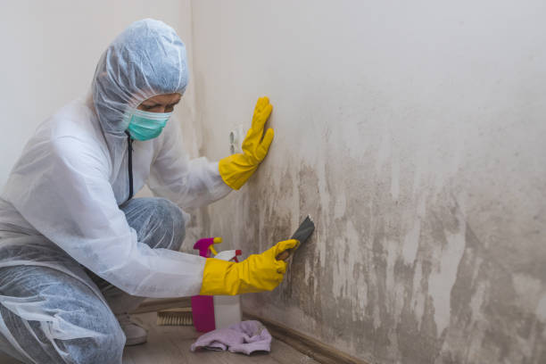 Best Mold Testing  in Marfa, TX