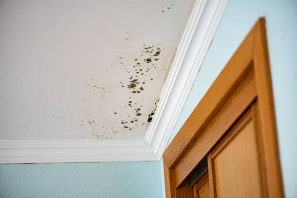 Best Toxic Mold Removal  in Marfa, TX