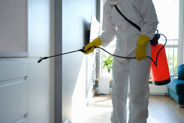 Best Best Mold Removal Companies  in Marfa, TX