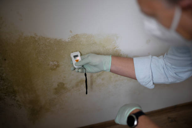 Best Mold Damage Repair  in Marfa, TX