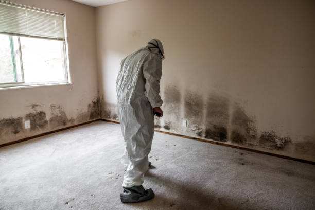 Best Commercial Mold Removal  in Marfa, TX
