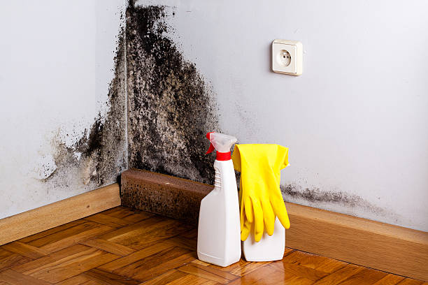 Best Mold Removal Company Near Me  in Marfa, TX