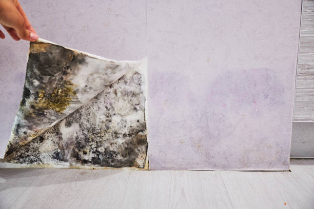 Mold Removal Process in Marfa, TX